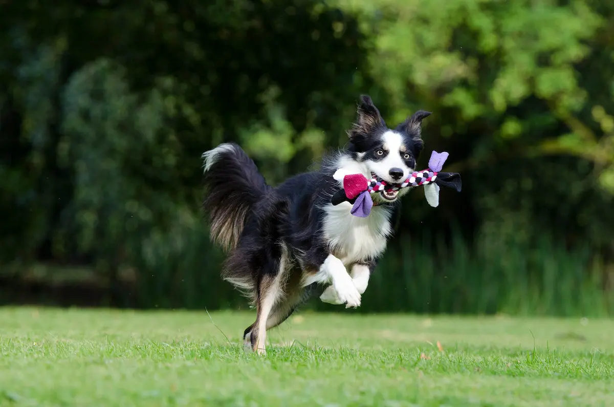 Tips for Pet Owners and Parents To Prevent Animal Bites