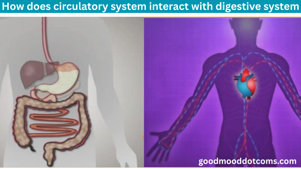 How Does the Circulatory System Interact With the Digestive System?