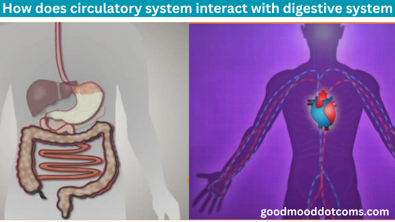 How Does the Circulatory System Interact With the Digestive System? How Does the Circulatory System Interact With the Digestive System?