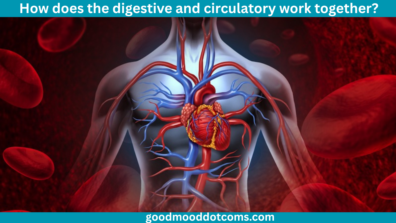 How Does the Digestive and Circulatory System Work Together?